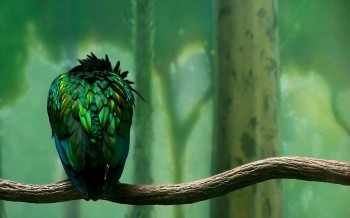 Real Bird - Fake Background