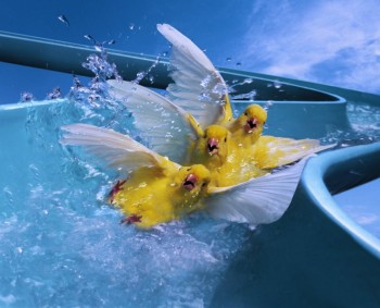 Bird Slide