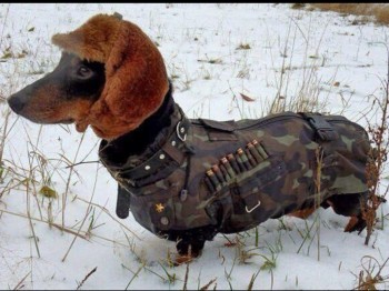 Military Mutt