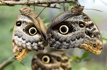 Owl Eyes or Butterflies?