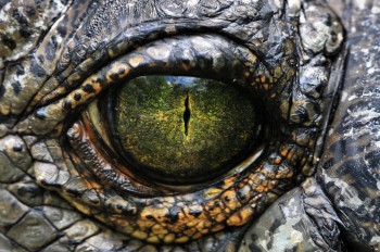 Crocodile Eye