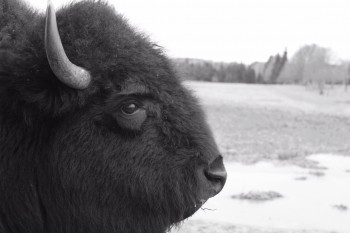 Bison Bison
