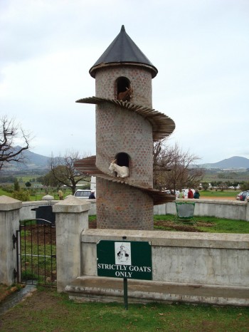 Goat Sanctuary