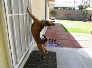 Let me innnnnnnnn!