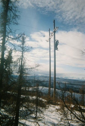 Bull Moose