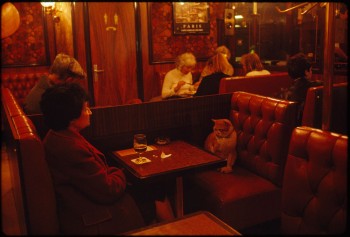 This Cat Is Not Pleased To Be In This Restaurant