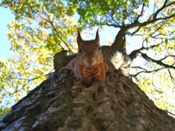 Thinkin' About Squirrel Things