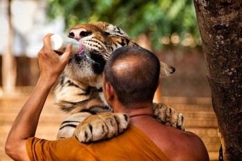 Monk Feeding A Three Year Old 350kg Male Tiger
