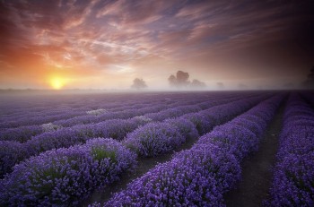 Lavender Field