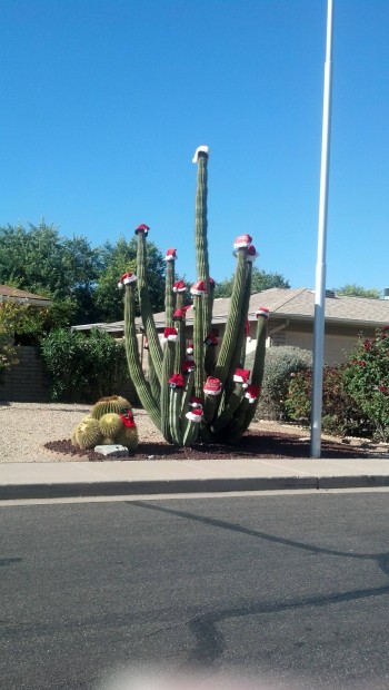 Christmas Spirit in Arizona