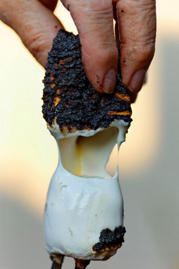 Smores