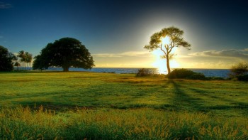 Morning Sun