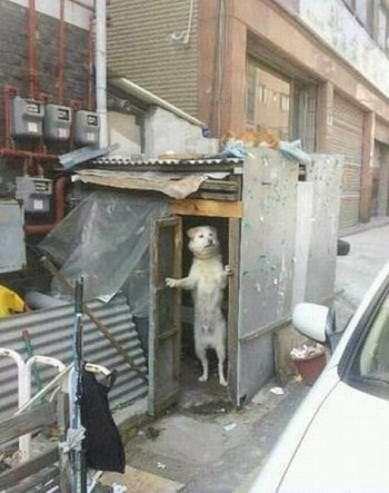 Damn Kids Keep Knocking on My Door