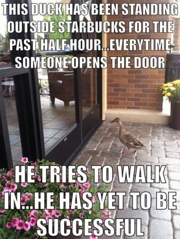 Duck Wants Coffee