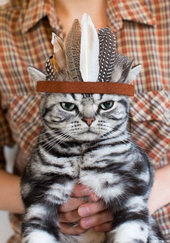 Native Cat