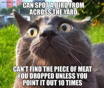 Cat Logic