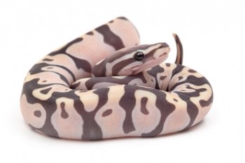 Baby Python