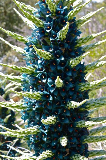 Blooming Puya Plant