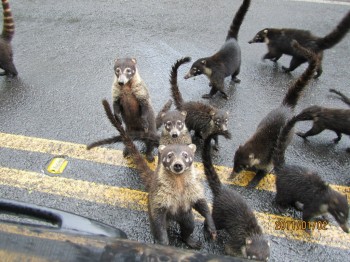 Pig-Monkey-Badgers