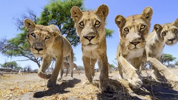 Lions in Botswana