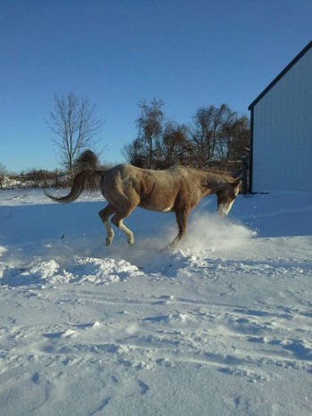 Horse Likes Snow