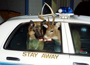 Deer In Police Car