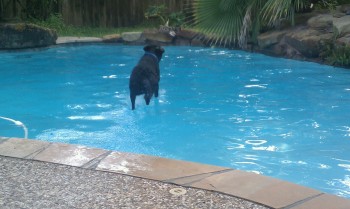 Jesus Dog