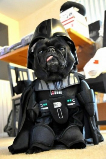 Join The Bark Side