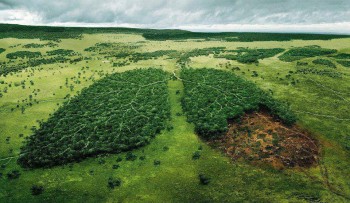 Nature's Lungs