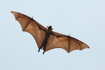 Indian Flying Fox