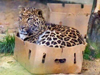 A Cat Is A Cat