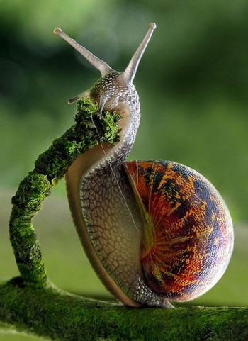 Snail