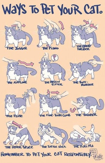 Ways To Pet Your Cat