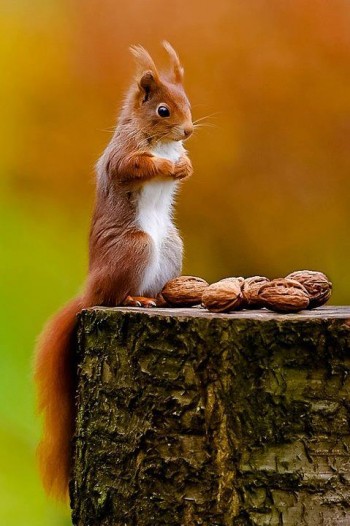 Squirrel Doing Squirrel Things