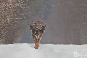 Three Headed Deer