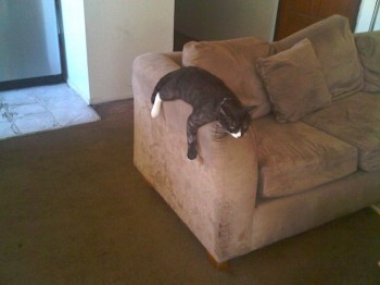 Lazy Cat is Lazy