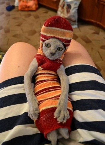 Master Has Given Dobby A Sock!