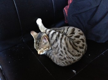 Cat Knot