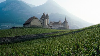 Swiss Vineyard