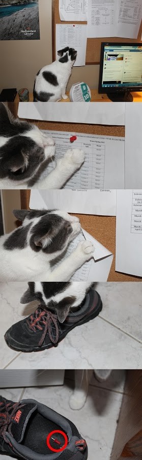 Cats Are Evil