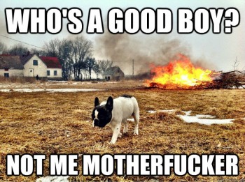 Who's A Good Boy?