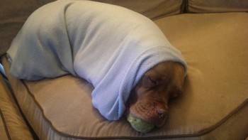 Pitbull Burrito