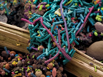 Digestive System Bacteria