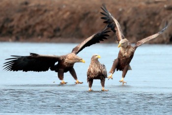 Eagles
