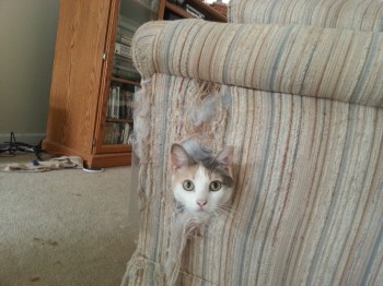It Wasn't Me