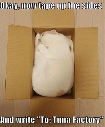 Cat Shipment