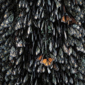 Monarch Butterflies