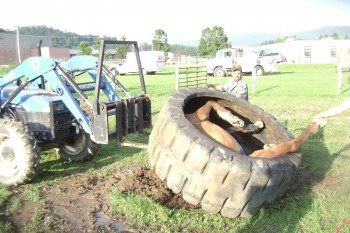 Horse Stuck in a Tire