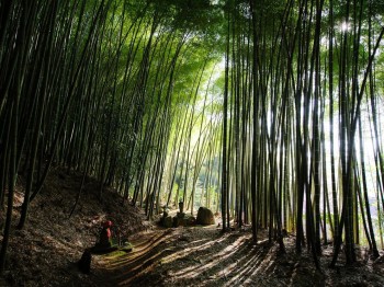 Bamboo Forest