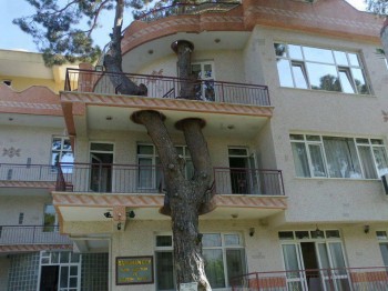 The Tree Was Here First